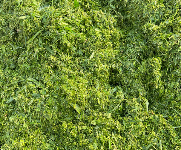 Corn Silage Chopping