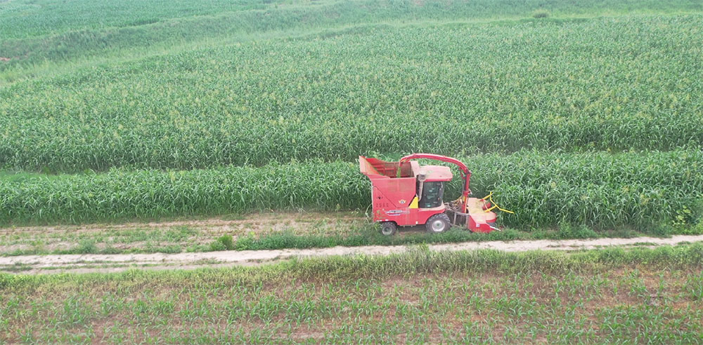 Senrui Zhenghe Gran Cosechadora De Forraje Verde Hebei Dadan Cosecha Sorgo