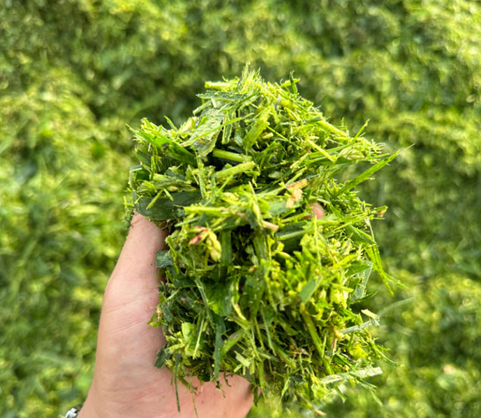 Corn Silage Chopping