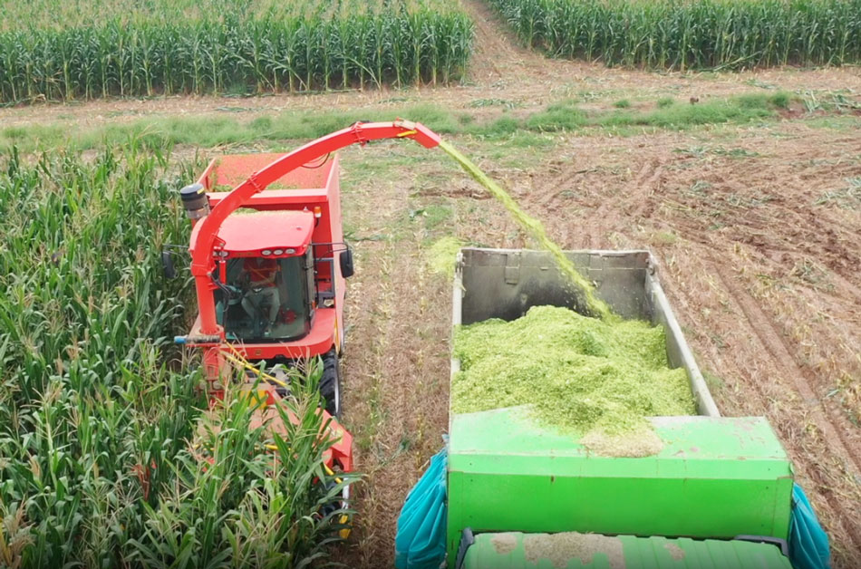 Self Propelled Fodder Harvester