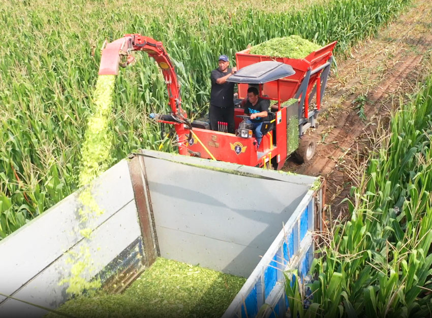 Maize Silage Harvester